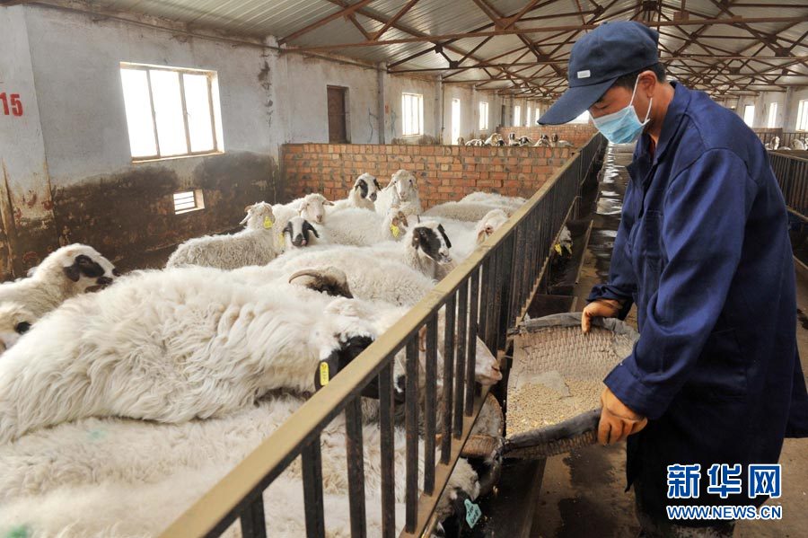 宁夏盐池滩羊:打造农民增收的支柱型产业