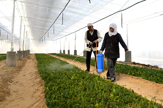 南方红豆杉 沙漠安新家-新华网宁夏频道