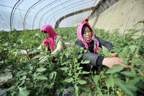 彭阳县2012年重点招商引资项目建设方案审查