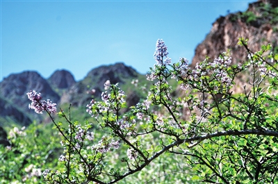 羽叶丁香绽放贺兰山-新华网宁夏频道