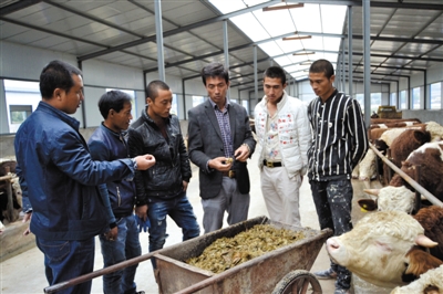 讲解肉牛养殖技术-新华网宁夏频道