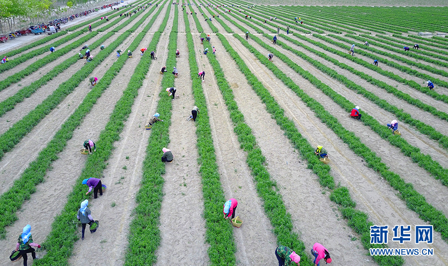 贺兰山下枸杞芽茶 成熟时节采摘忙_图片中心_