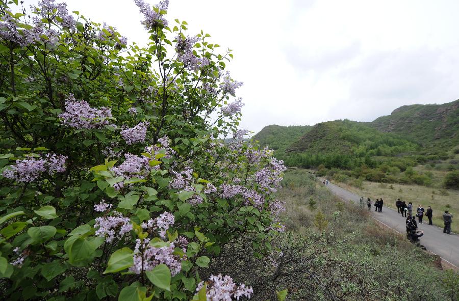 <em>丁香花</em>开_图片频道_新华<em>网</em>