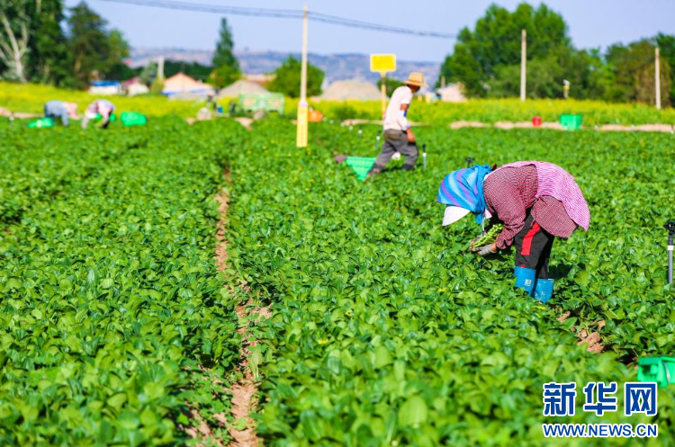 冷凉蔬菜种植：一场科技与自然的艺术对决