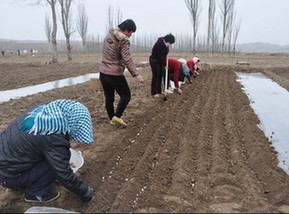 西吉县_新华网宁夏频道
