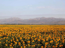 灵武市-新华网宁夏频道