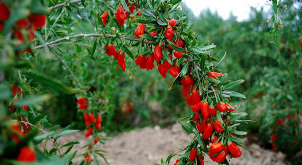中华杞乡_新华网宁夏频道