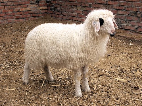 盐池县_新华网宁夏频道