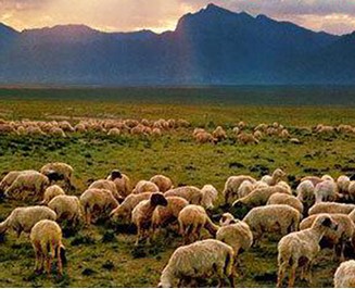 盐池县_新华网宁夏频道