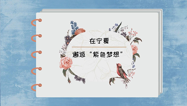 在宁夏邂逅&ldquo;紫色梦想&rdquo;