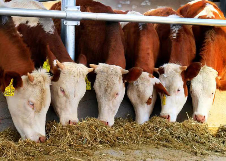 海原縣(xian)︰肉牛產業高發展“牛”氣足