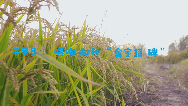 平罗县：唱响制种“金字招牌”