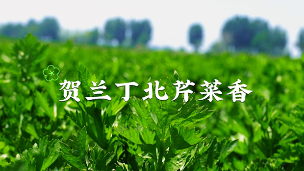 贺兰丁北芹菜香