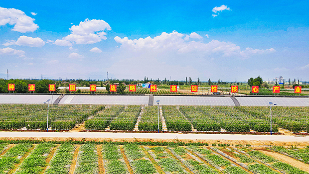 第九届宁夏种业博览会7月26日在平罗举办