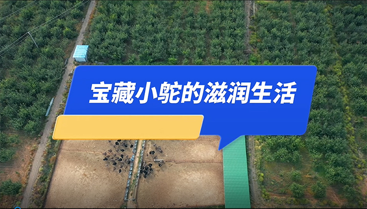 宝藏小鸵的滋润生活