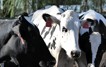 寻“味”利通区:一杯好奶是这样炼成的