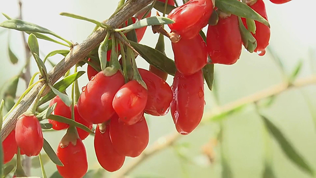 枸杞地里有“良医”