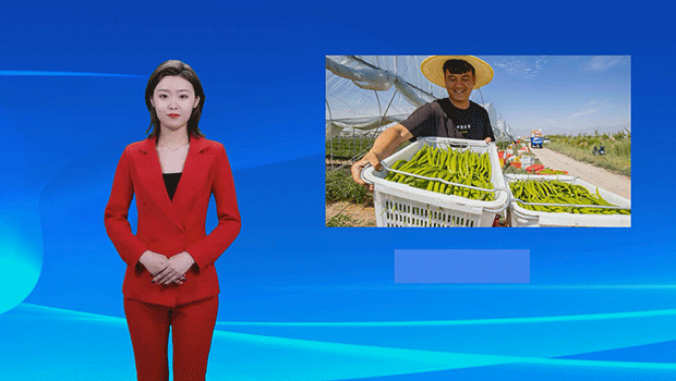 优质菜蔬&ldquo;出&rdquo;贺兰