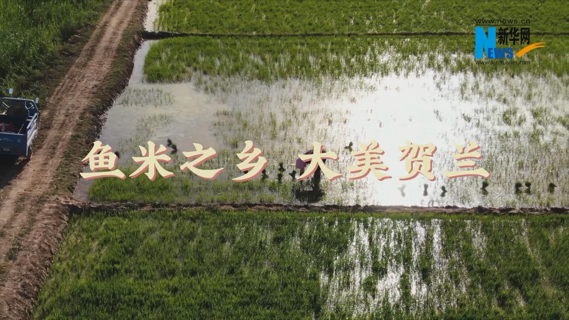 鱼米之乡 大美贺兰