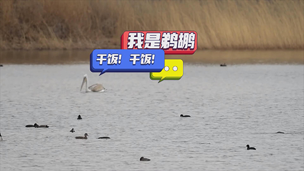 宁夏哈巴湖：生态向美迎新&ldquo;客&rdquo;