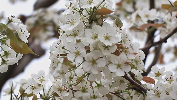 海原县&ldquo;赏花经济&rdquo;火热开局