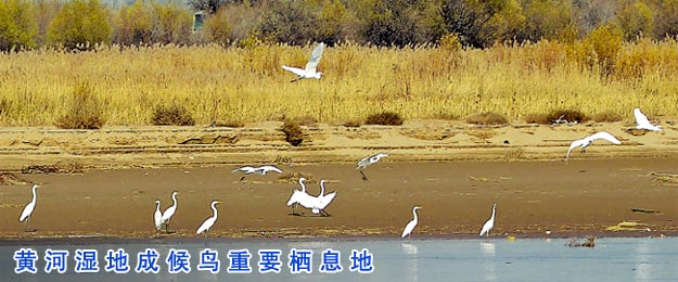 黄河湿地成候鸟重要栖息地